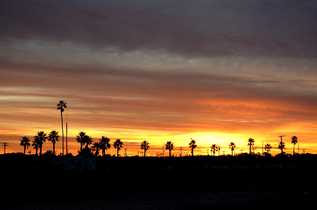 Palm Trees